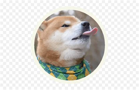 Akita Inuu201d Stickers Set For Telegram Hokkaido Dog Pngfunny Icon