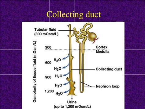 Collecting Duct Diagram