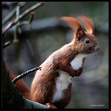 Eurasian Red Squirrel Iii By Haufschild On Deviantart