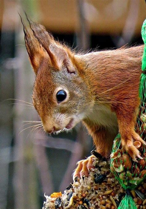 Rode Eekhoorn Squirrel Animals Fauna
