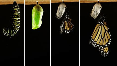 10 Remarkable Types Of Caterpillars And What They Become Caterpillar