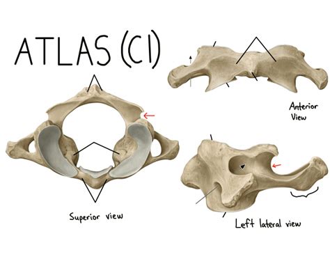 Find the perfect atlas vertebra stock photo. Parts of C1 (Atlas) Vertebra
