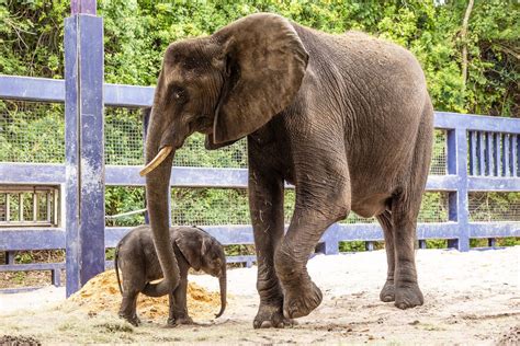 Baby Elephant Corra Is New Resident Of Disneys Animal Kingdom