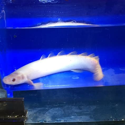 Albino Polypterus For Sale Exotic Fish Shop 774 400 4598