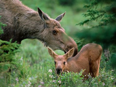 Photography Moments Animal Mother And Baby 3