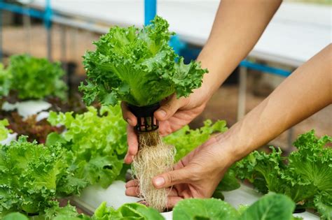 How to Grow Zinnias from Seed? A Beginner's Guide. - My Heart Lives Here