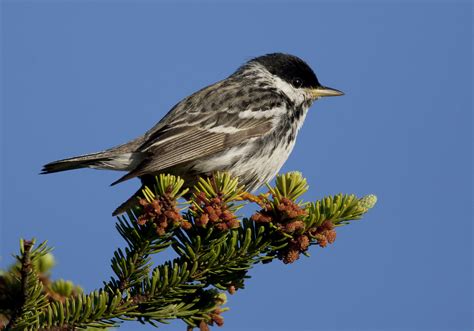 Fighting To Protect Bird Habitat In North Americas Boreal Forest Eye
