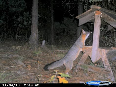 Foxes In Oregon