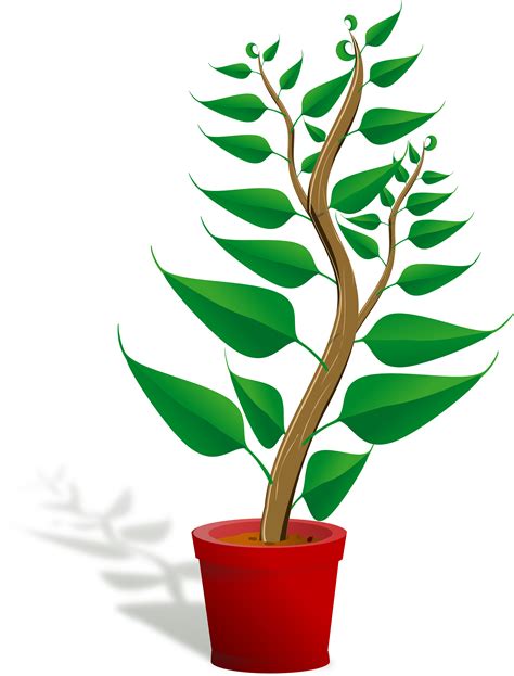 Free Plant Growing Cliparts Download Free Plant Growing Cliparts Png