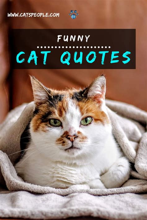 funny cat quotes for cat lovers and cat owners cat quotes funny cat quotes funny cats