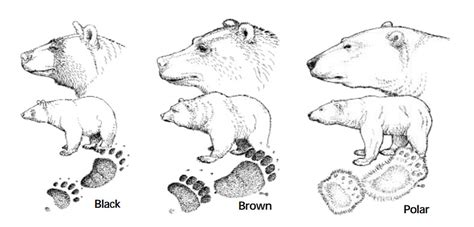 Types Of Bears Bears Us National Park Service