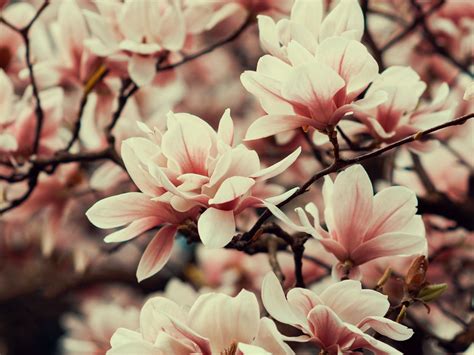 Download Wallpaper 1600x1200 Magnolia Flowers Branches