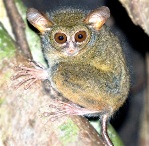 Two New Species Of Tarsiers Discovered In Indonesia Biology Sci