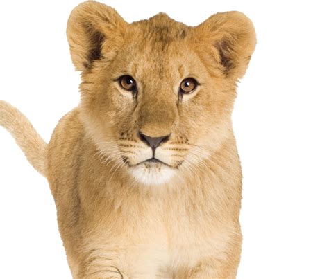 Cute Lion Cub Png Image Png All