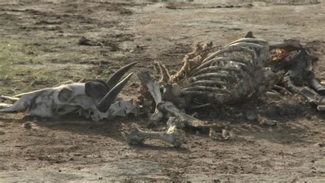 In A Parched Landscape The Skeleton Of A Dead Animal Lies In The