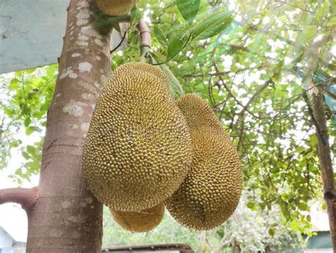 Jackfruit On A Jack Tree Stock Image Image Of Jaca 184543423