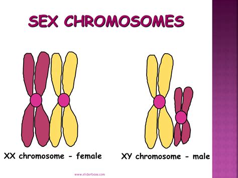 Sex Chromosome Structure Diagrams Related To Cross A Xy Model My XXX