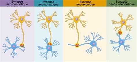 Neurophysiologie Synapses Classification Et Morphologie Hot Sex Picture