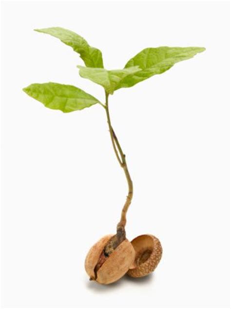 Symbolic tree to show the signs of autumn season. Collect and Plant an Acorn to Grow an Oak Tree