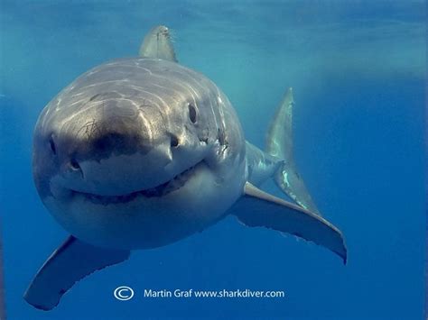 A Great White Shark Swims In The Blue Water With Its Mouth Open