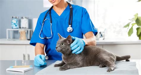 Abscesses In Cats Causes And Treatment Cat Vet Info