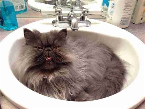 17 Cats Who Know That The Sink Really Belongs To Them The Dodo