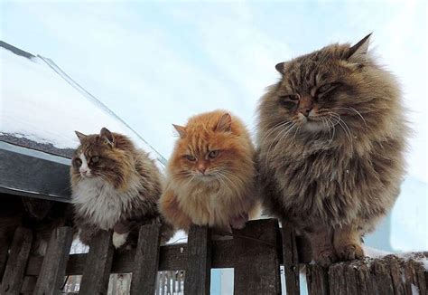 Gorgeous Siberian Cats Take Over Alla Lebedeva Farm And They Absolutely