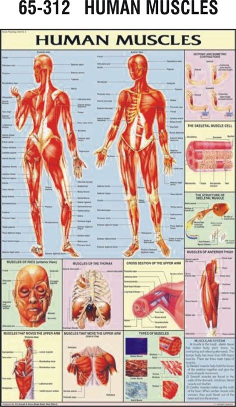 Human Muscles Charts Human Muscles Charts Manufacturer Hospital Human
