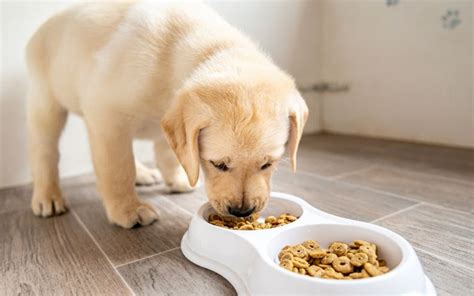 Nutrição Correta é Importante Para Proteger Nossos Pets De Diversas