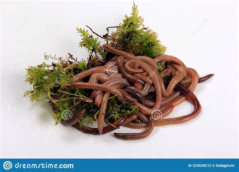 Common Earthworm Nightcrawler Lumbricus Terrestris Group Of Earthworm