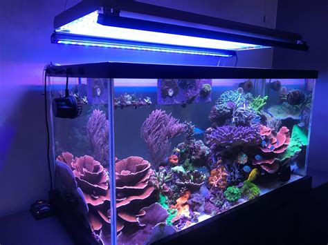 Orphek Reef Or 120 Blue Sky Bar Led Lighting With Ati T5 Orphek