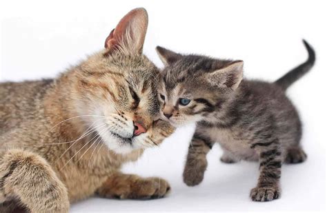 Learn Tips For Introducing A New Kitten To An Adult Cat