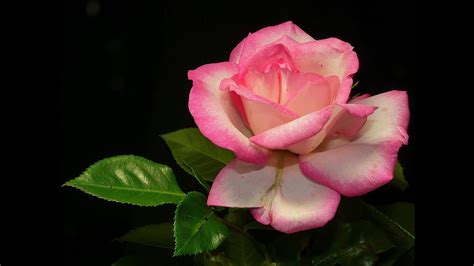 Beautiful And Romantic Rose Flowers Pictures Youtube