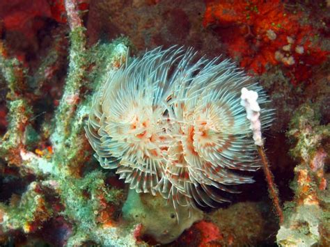 Tube Worm Stock Image Image Of Underwater Animal Tropic 46671237