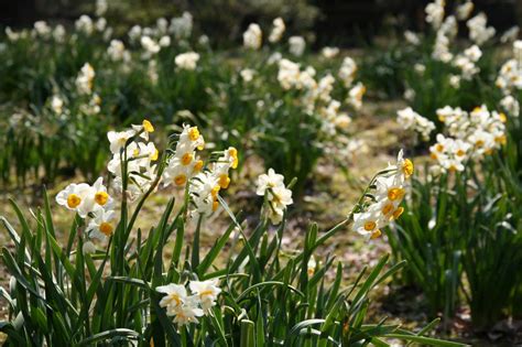 10 Things Nobody Tells You About Narcissus Gardenista