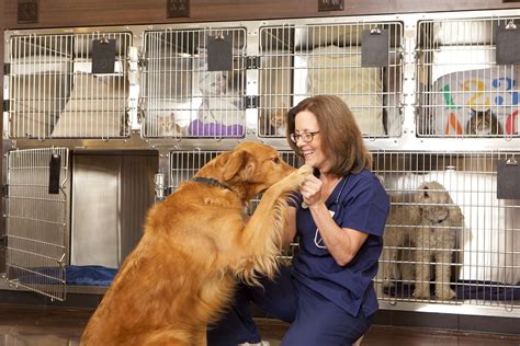 Your Guide To Fostering A Pet Wilbraham Animal Hospital