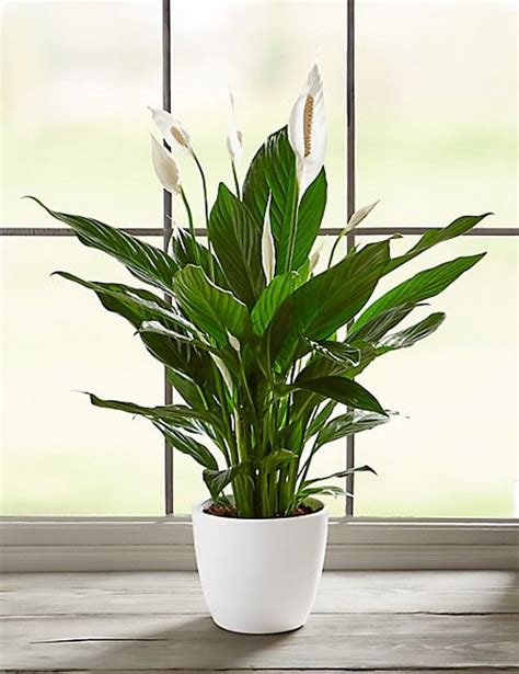 Watering common equivalent size plant. Najbolje kućne biljke koje smanjuju stres i čine zrak ...