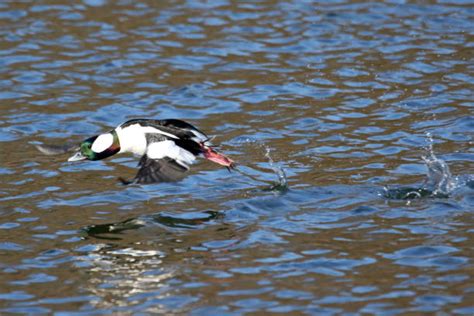 Bufflehead Duck Stock Photos Pictures And Royalty Free Images Istock