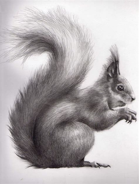 20 Best Pencil Drawings Of Animals Images On Pinterest Pencil