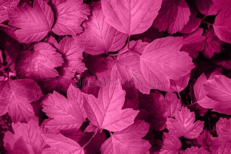 Pink Leaves Background Stock Image Image Of Color Pink 226436431