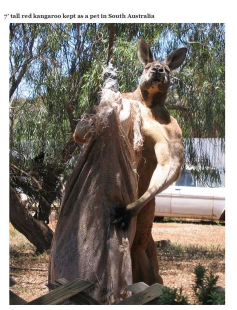 While they make great family dogs, they can be timid to new situations and require socialization from puppyhood. 7' tall red kangaroo kept as a pet in South Australia ...