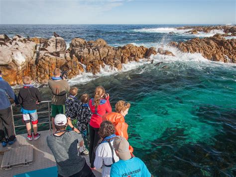 Dyer Island Eco Cruise Grootbos Lodge Western Cape South Africa