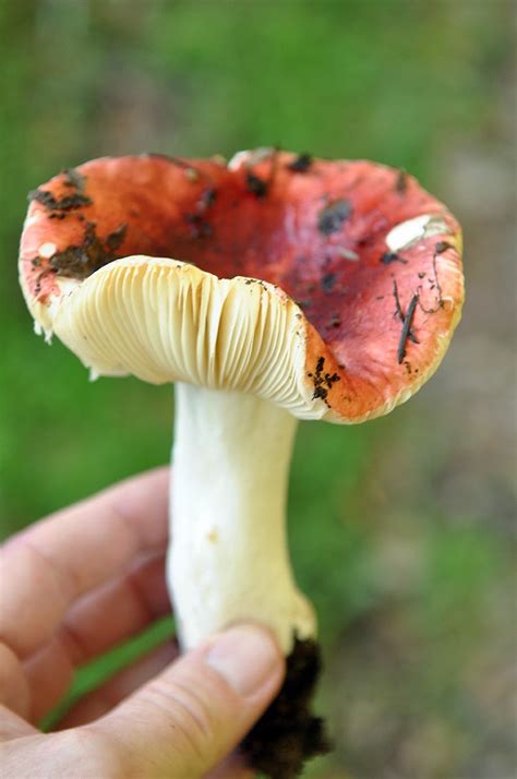 Fungus Photography Mushroom Hunting In Northern