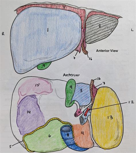Visceral Surface Of Liver Diagram Quizlet
