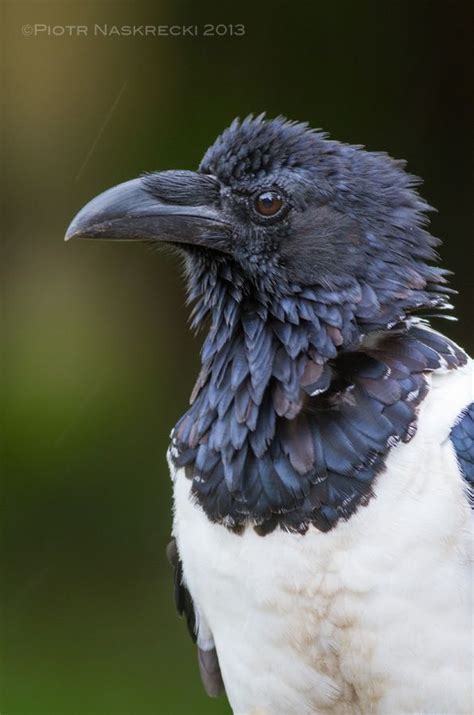 29 Best African Pied Crow Images On Pinterest Crows Ravens Raven And