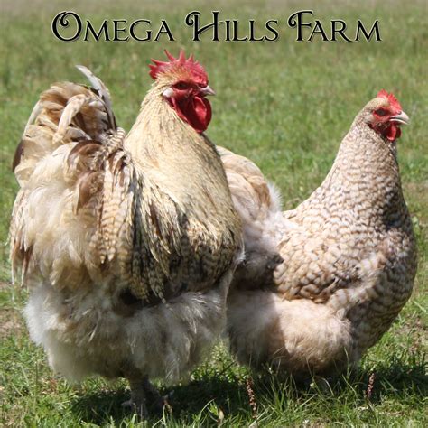 English Chocolate Cuckoo Orpington Chickens And Hatching Eggs For Sale