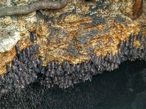 A Large Colony Of Bats In A Golden Cave Smithsonian Photo Contest