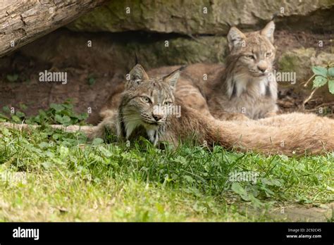 The Canada Lynx North American Wild Catscene From Zoo Stock Photo Alamy