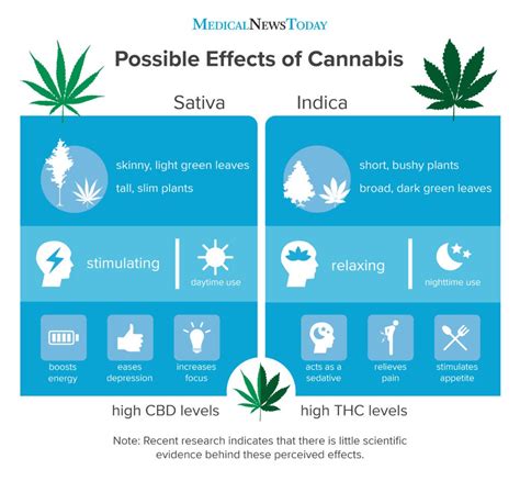 Indica Vs Sativa Whats The Difference