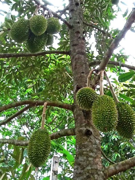 Browse 163 durian tree stock photos and images available or search for dunce cap or dungarees to find more great stock photos and pictures. Durian tree young fruit | Garden View & Plants | Pinterest ...